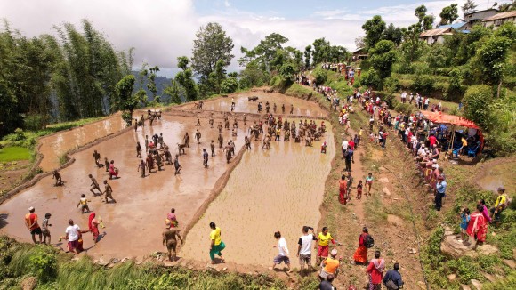 संखुवासभाको मादीमा पञ्जे बाजा सहित धान दिवस तथा रोपाइँ महोत्सव मनाइयो 